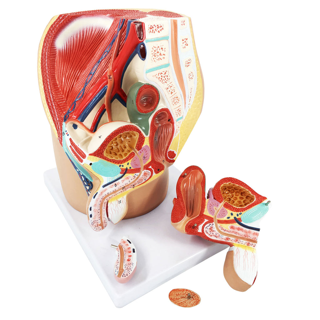 Evotech Scientific 4-Part Male Pelvis Model Life-Size Male Reproductive System and Anatomy Model