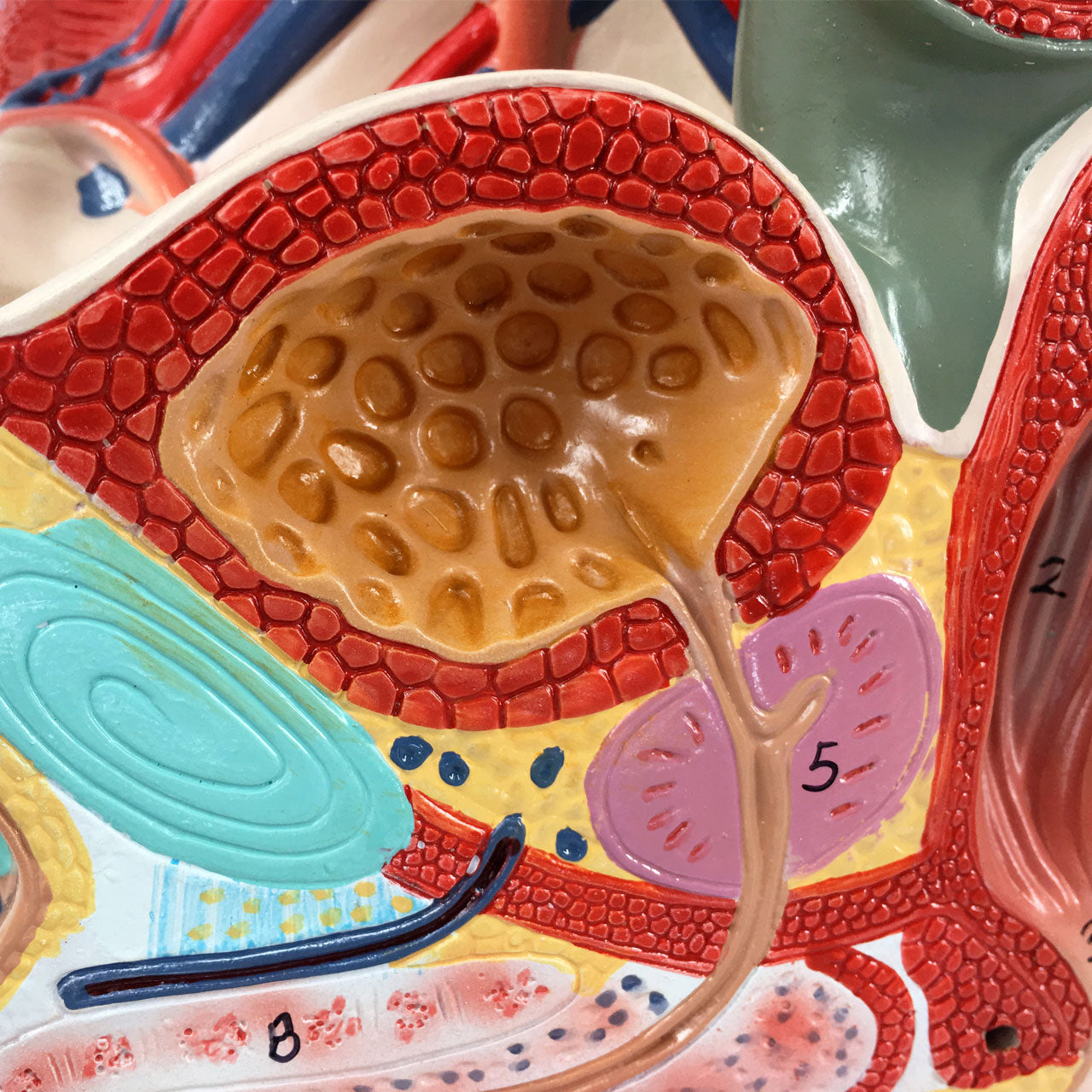 Evotech Scientific 4-Part Male Pelvis Model Life-Size Male Reproductive System and Anatomy Model