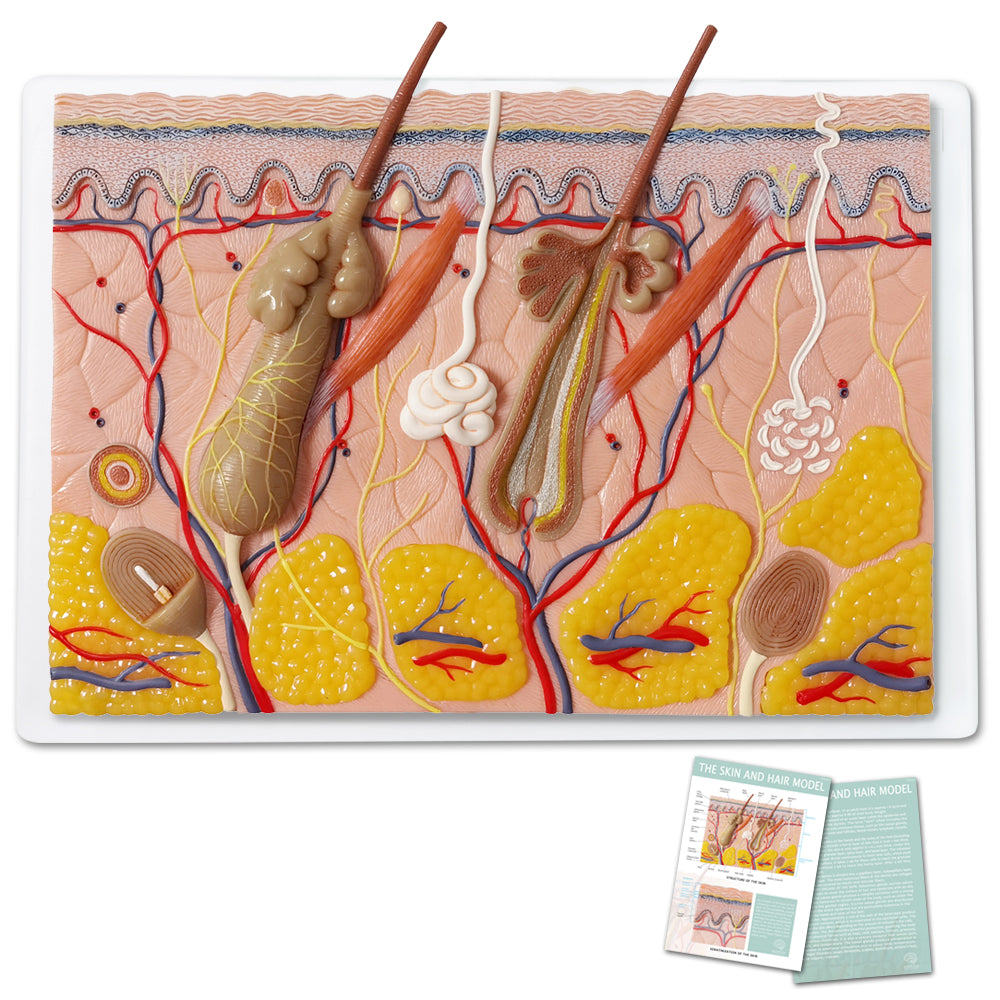 Evotech Scientific 70X Enlarged Skin Section Model Skin Layer Structure 