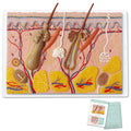 Evotech Scientific 70X Enlarged Skin Section Model Skin Layer Structure 