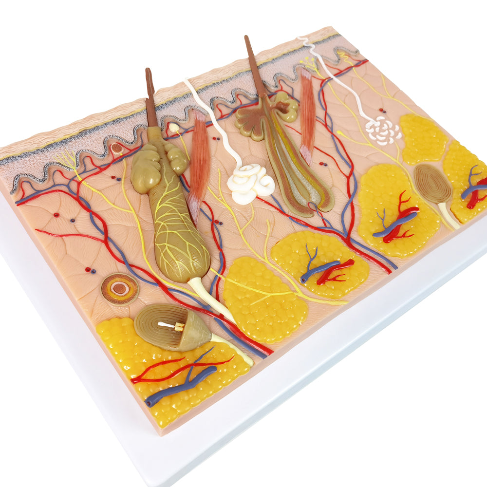 Evotech Scientific 70X Enlarged Skin Section Model Skin Layer Structure