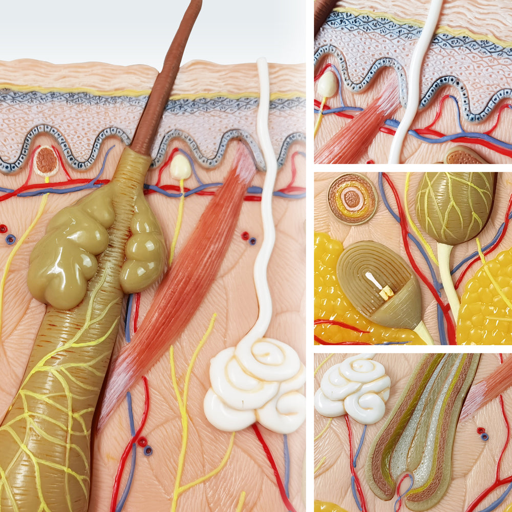 Evotech Scientific 70X Enlarged Skin Section Model Skin Layer Structure
