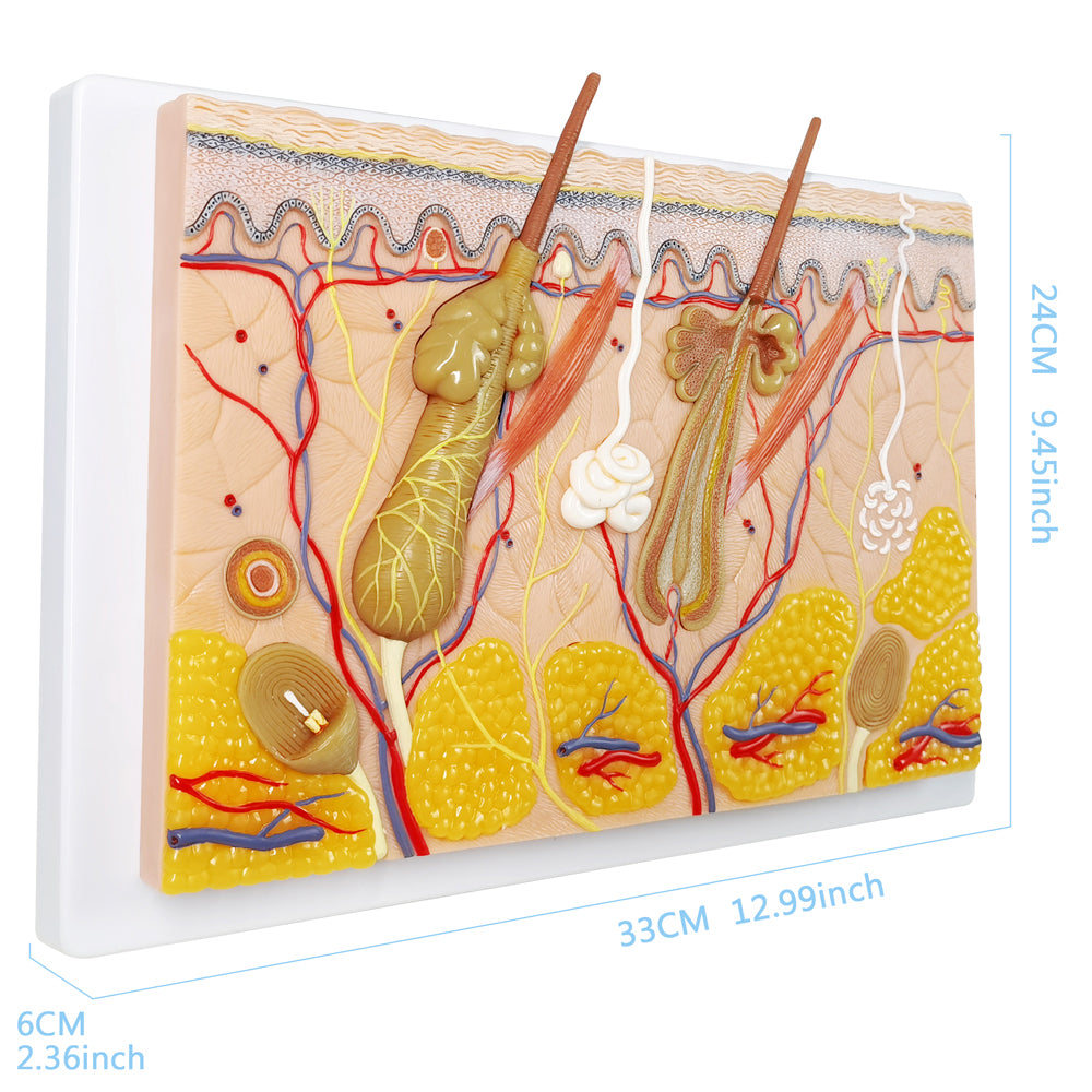 Evotech Scientific 70X Enlarged Skin Section Model Skin Layer Structure