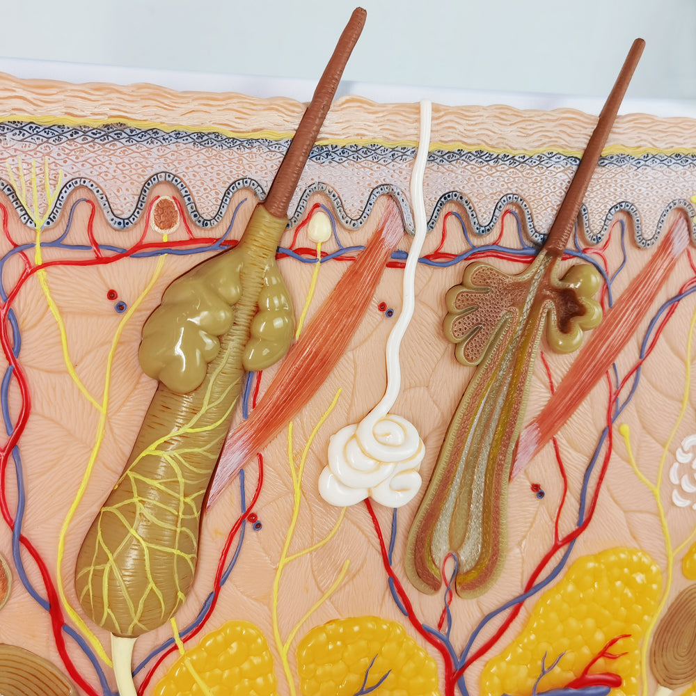 Evotech Scientific 70X Enlarged Skin Section Model Skin Layer Structure