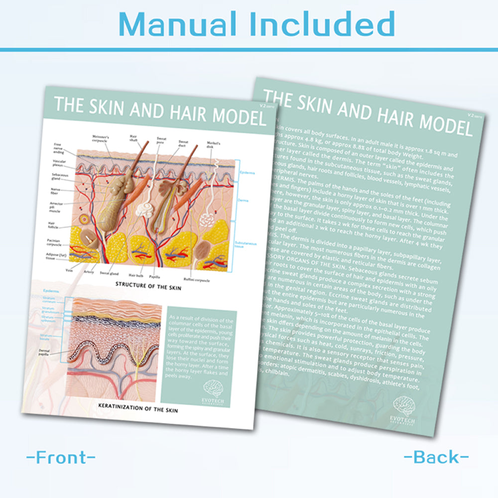 Evotech Scientific 70X Enlarged Skin Section Model Skin Layer Structure