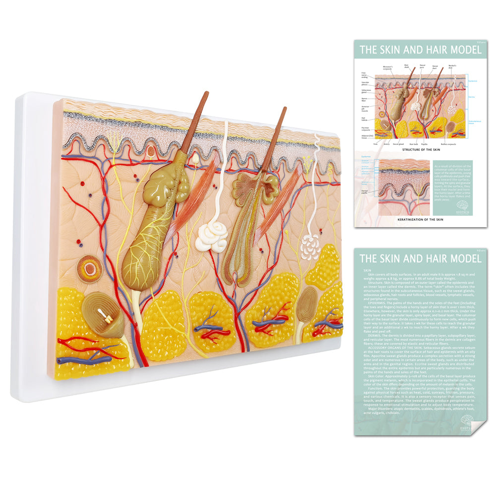 Evotech Scientific 70X Enlarged Skin Section Model Skin Layer Structure