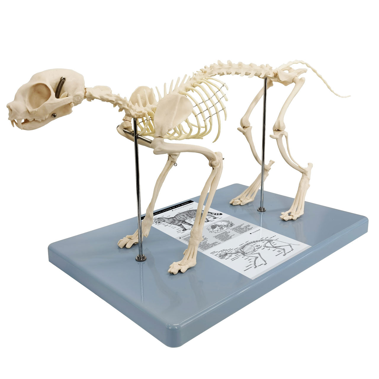 Evotech Scientific Adult Cat Skeletal System Anatomical Model Feline Skeleton