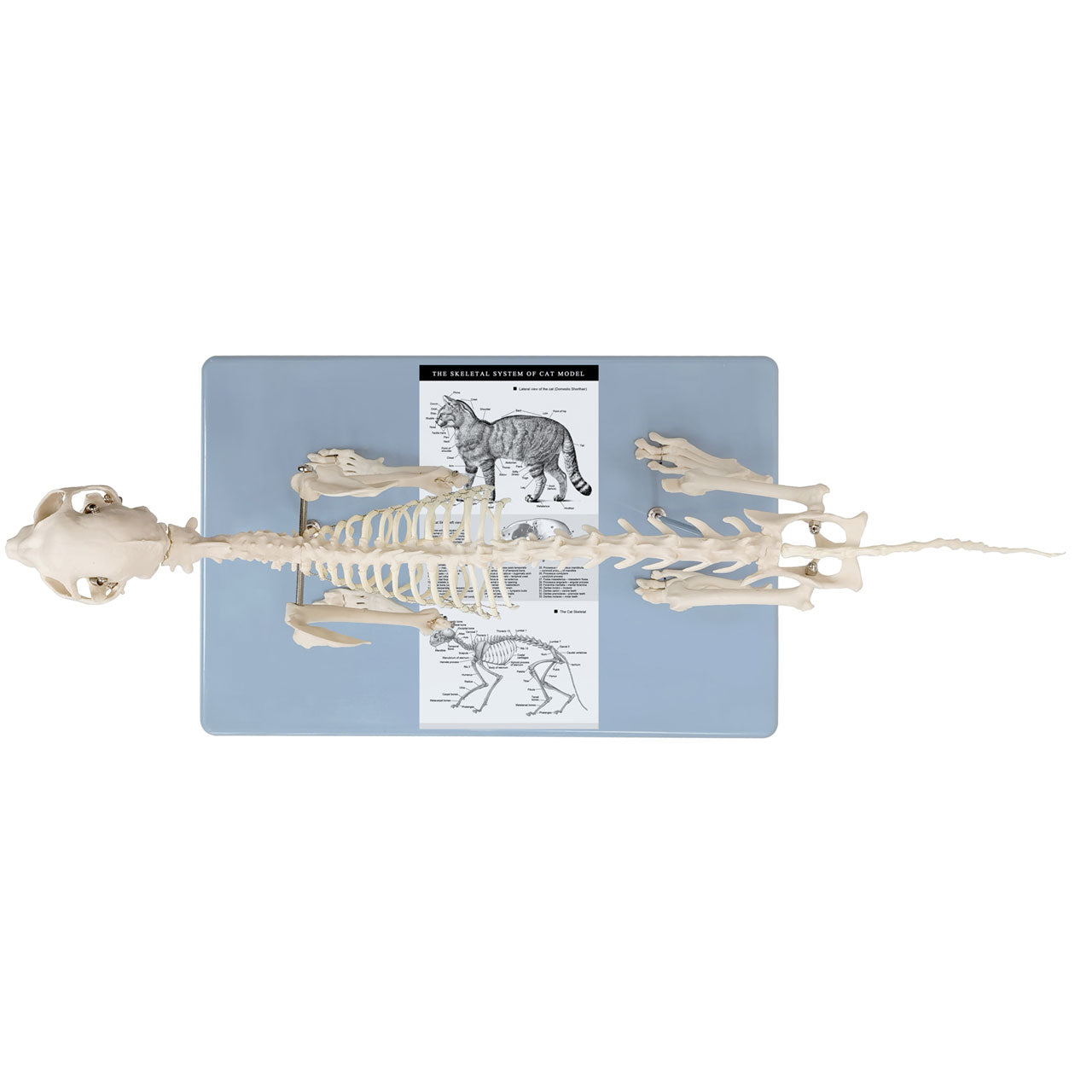 Evotech Scientific Adult Cat Skeletal System Anatomical Model Feline Skeleton