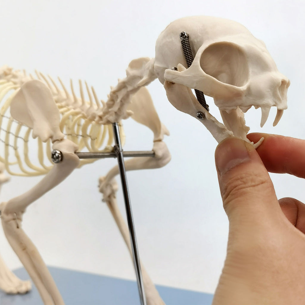 Evotech Scientific Adult Cat Skeletal System Anatomical Model Feline Skeleton