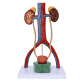Evotech Scientific Anatomy Model of Male Urinary System
