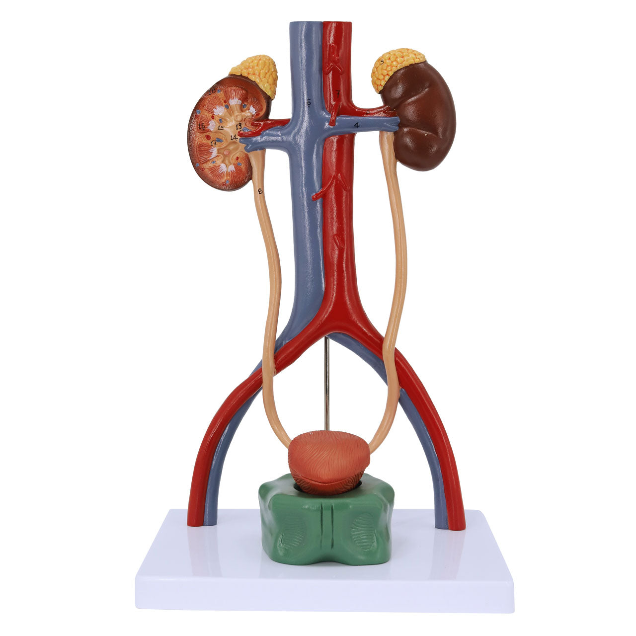 Evotech Scientific Anatomy Model of Male Urinary System