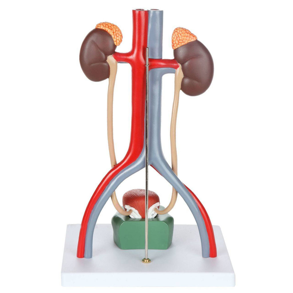Evotech Scientific Anatomy Model of Male Urinary System