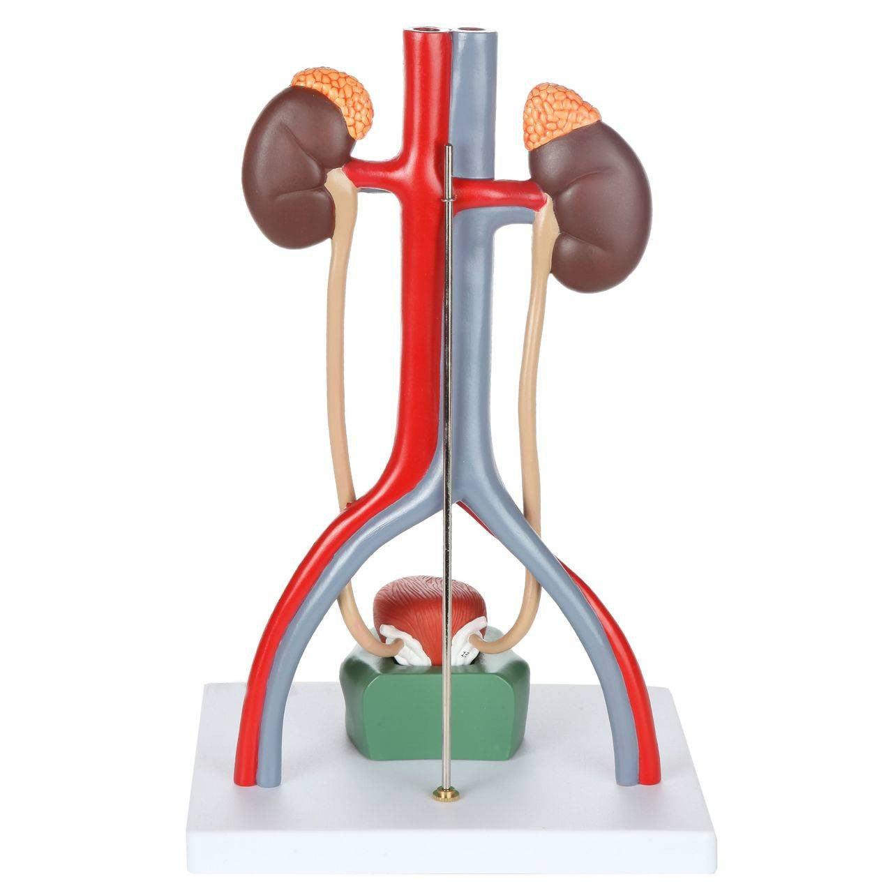 Evotech Scientific Anatomy Model of Male Urinary System