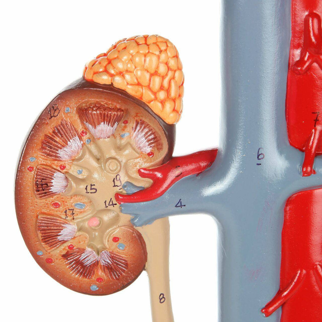 Evotech Scientific Male Urinary System Anatomy Model