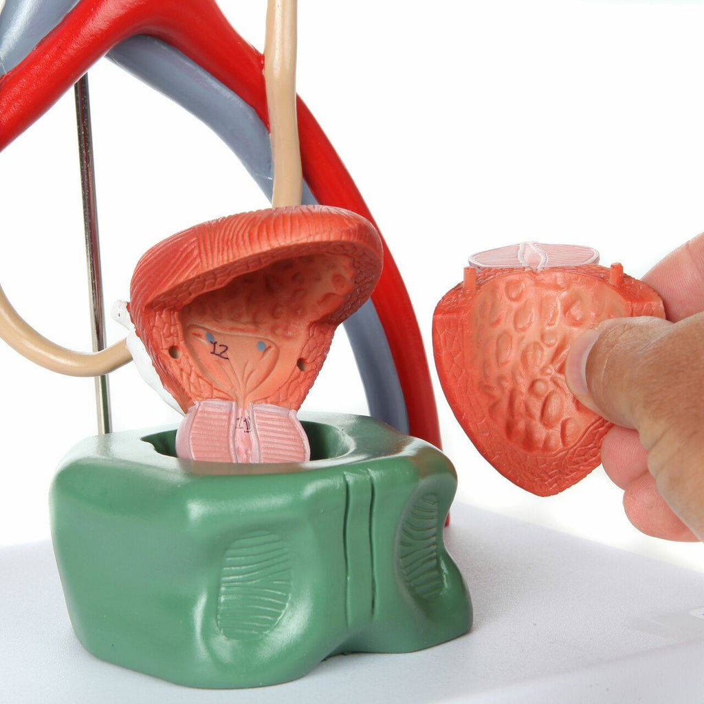 Evotech Scientific Male Urinary System Anatomy Model