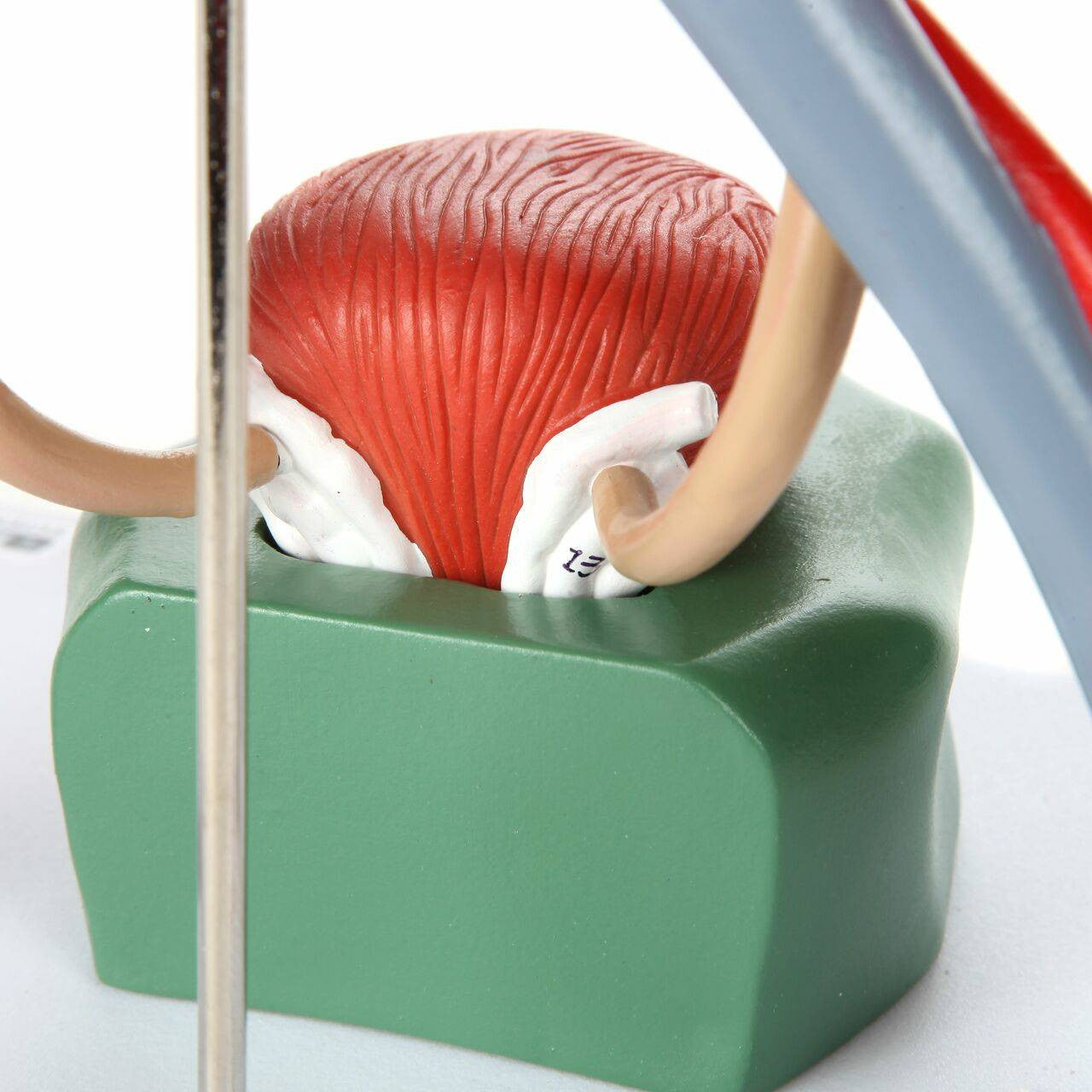 Evotech Scientific Male Urinary System Anatomy Model