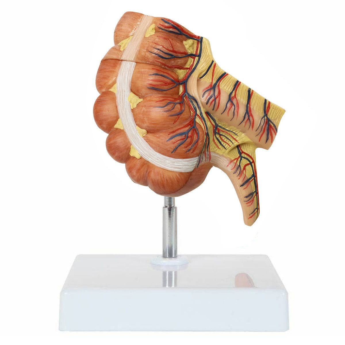 Evotech Scientific Caecum and Appendix Anatomy Model 1.5x Life-size Digestive System Anatomy Model with Appendix