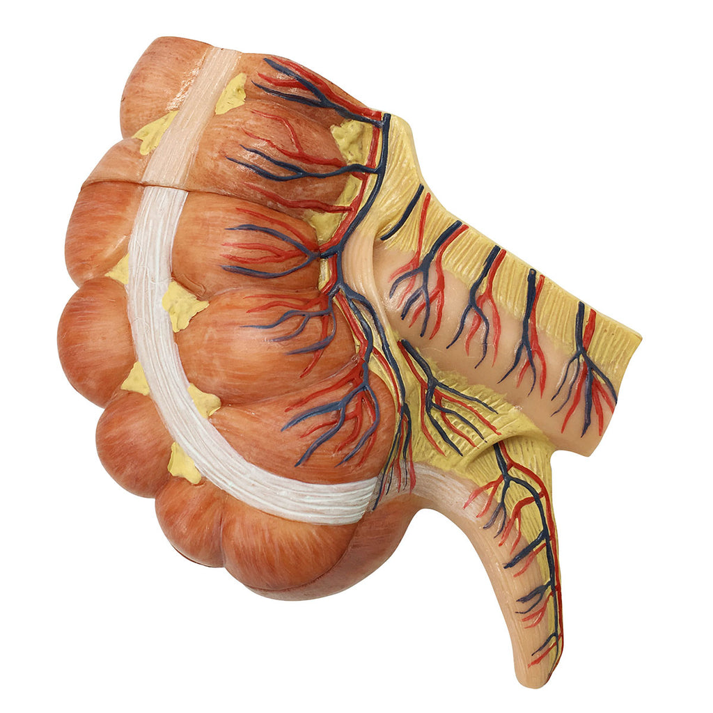 Evotech Scientific Caecum and Appendix Anatomy Model 1.5x Life-size Digestive System Anatomy Model with Appendix