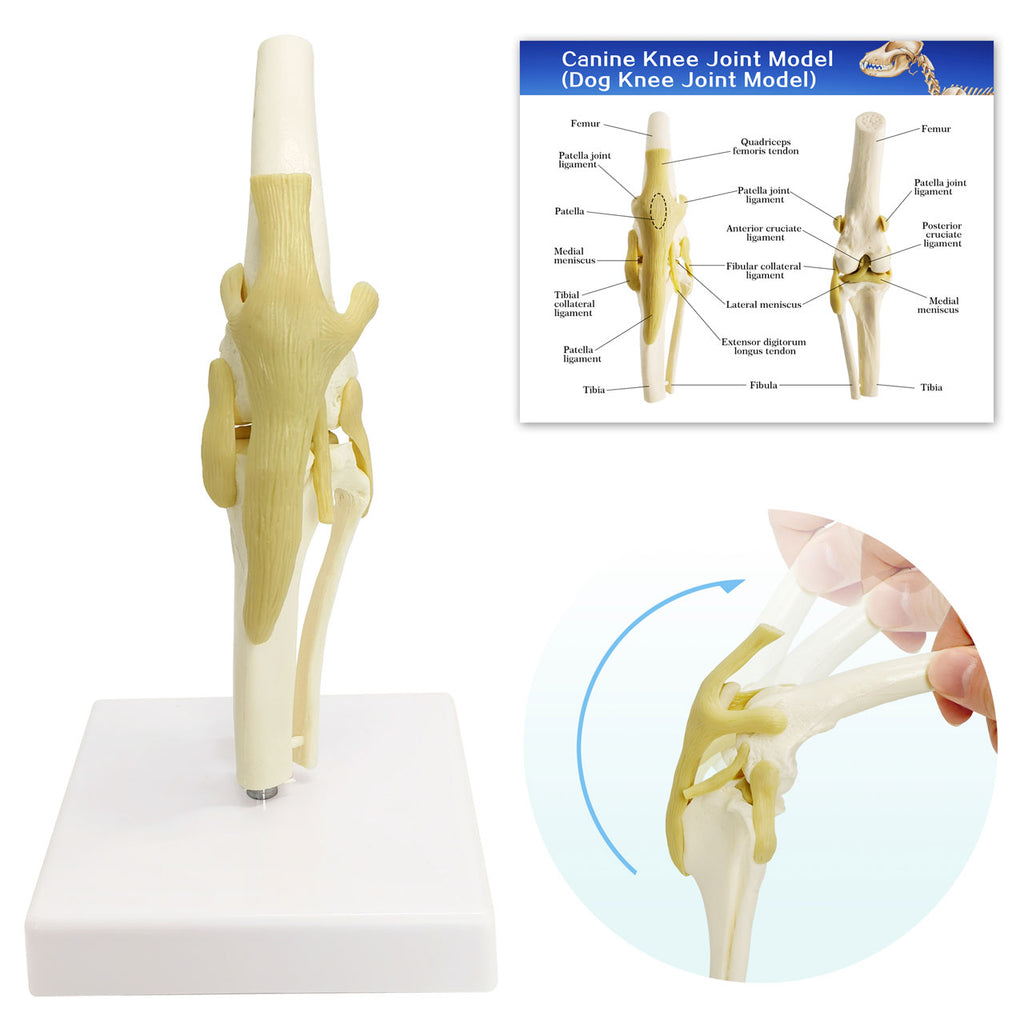 Evotech Scientific Canine Knee Joint Model for Pet Hospital Veterinarian Medical Teaching