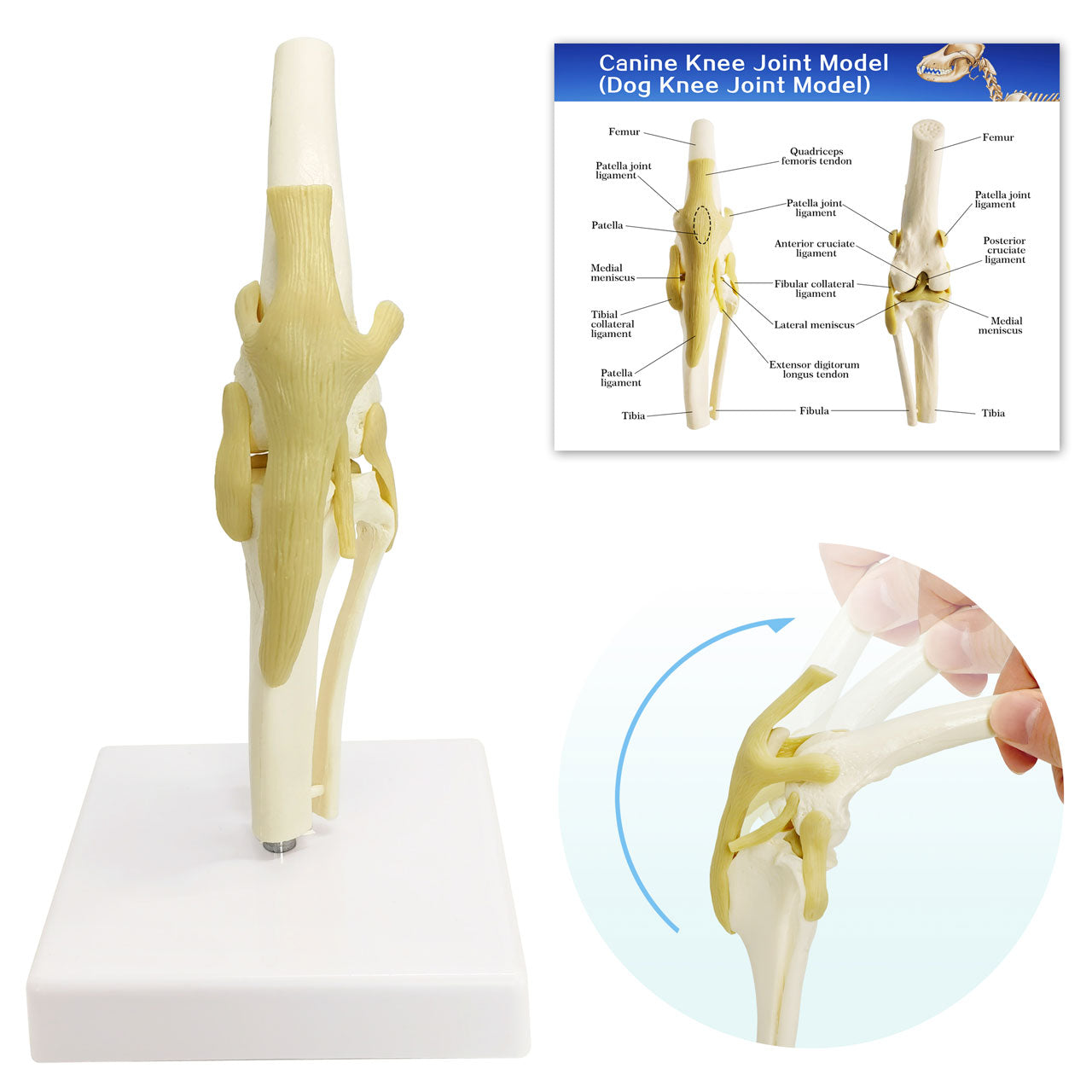 Evotech Scientific Canine Knee Joint Model for Pet Hospital Veterinarian Medical Teaching
