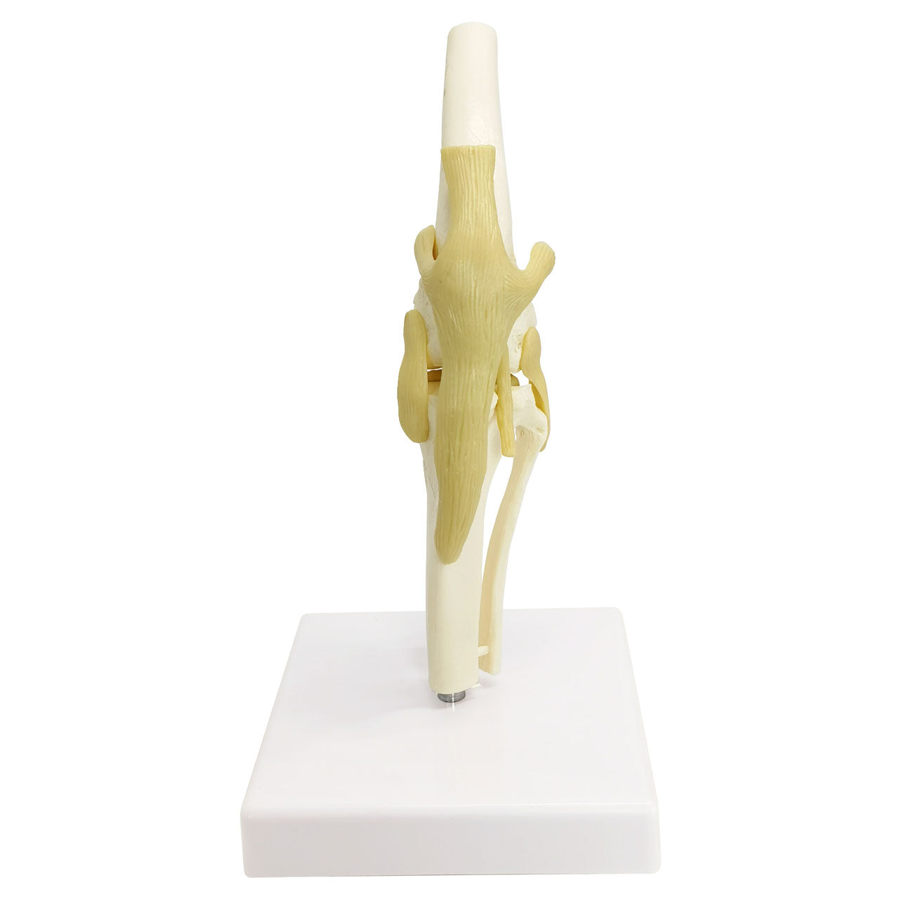 Evotech Scientific Canine Knee Joint Model for Pet Hospital Veterinarian Medical Teaching