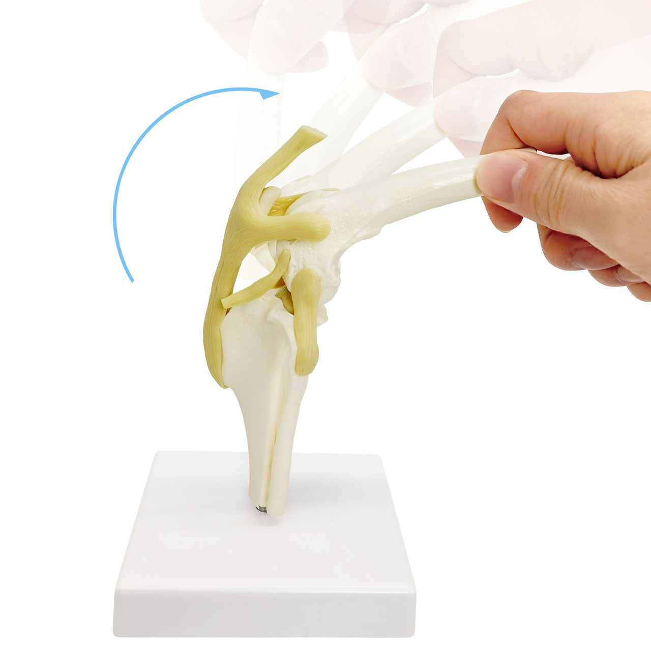 Evotech Scientific Canine Knee Joint Model for Pet Hospital Veterinarian Medical Teaching