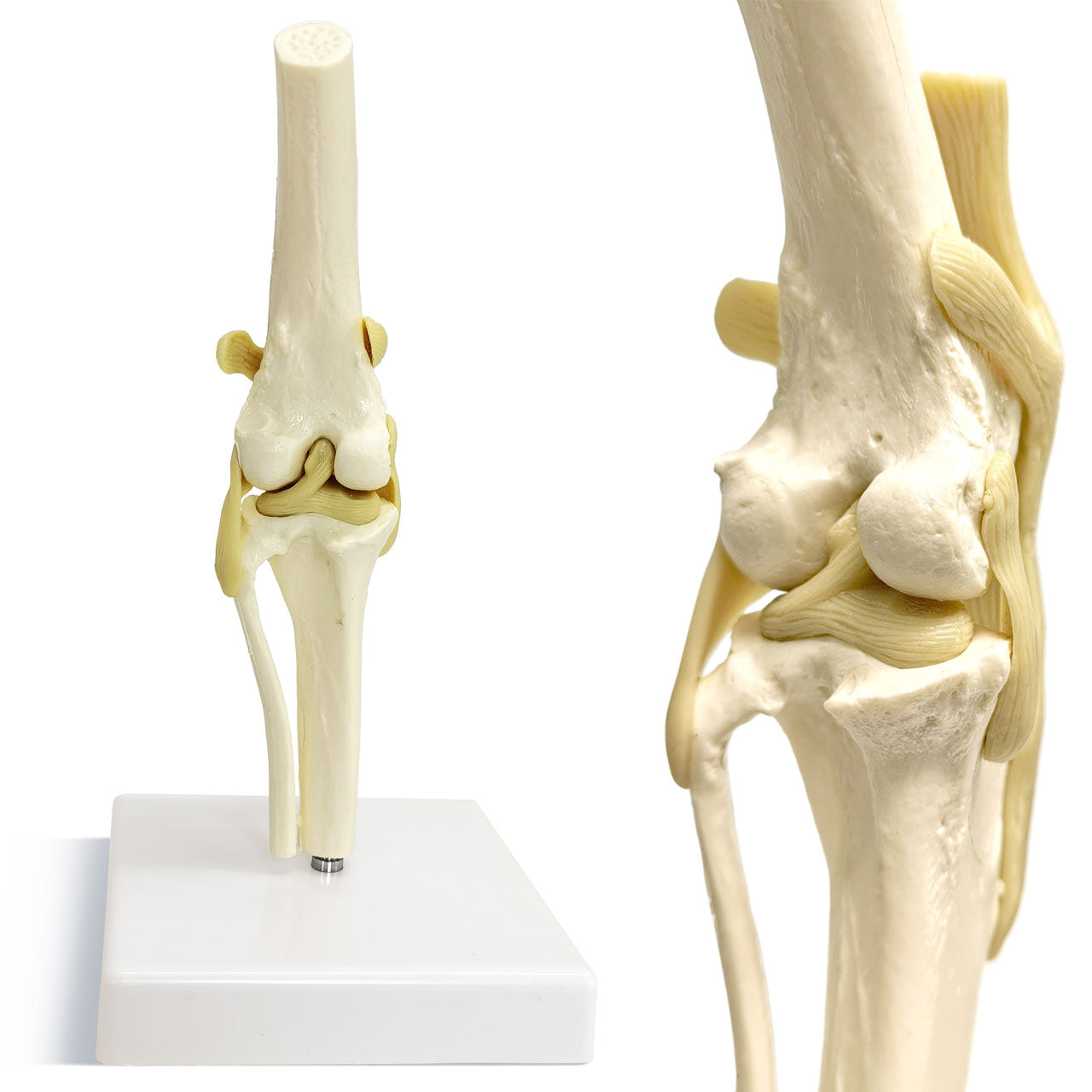 Evotech Scientific Canine Knee Joint Model for Pet Hospital Veterinarian Medical Teaching
