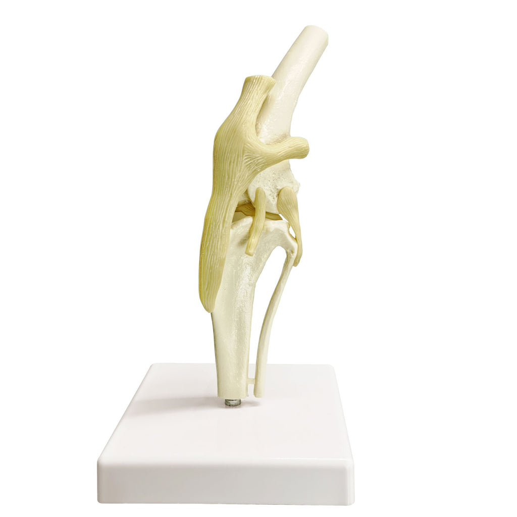 Evotech Scientific Canine Knee Joint Model for Pet Hospital Veterinarian Medical Teaching