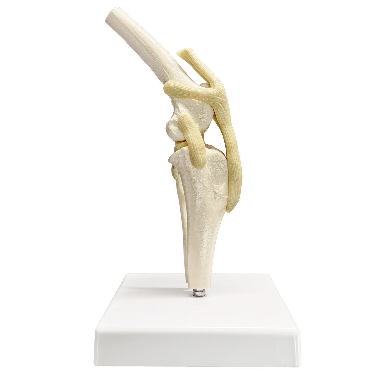 Evotech Scientific Canine Knee Joint Model for Pet Hospital Veterinarian Medical Teaching