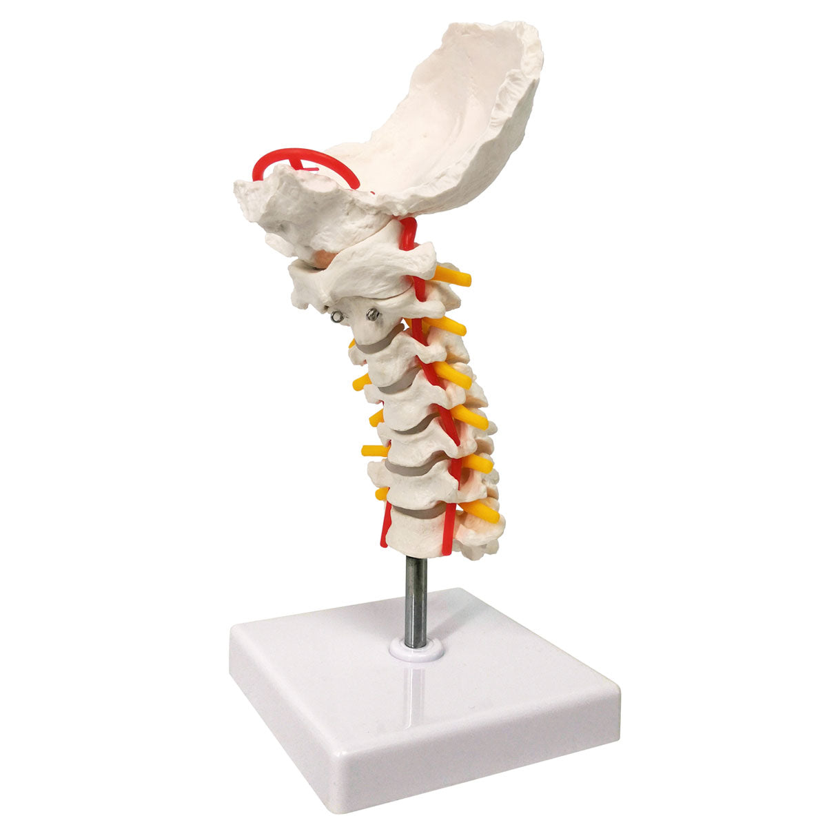 Evotech Scientific Life-Size Flexible Cervical Vertebral Column with Spinal Nerves and Arteries