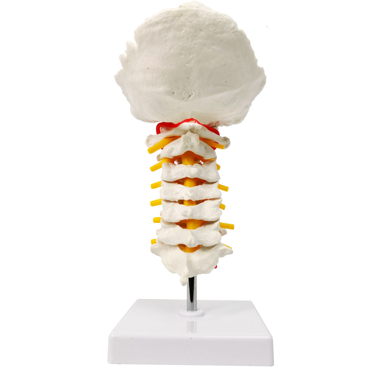 Evotech Scientific Life-Size Flexible Cervical Vertebral Column with Spinal Nerves and Arteries