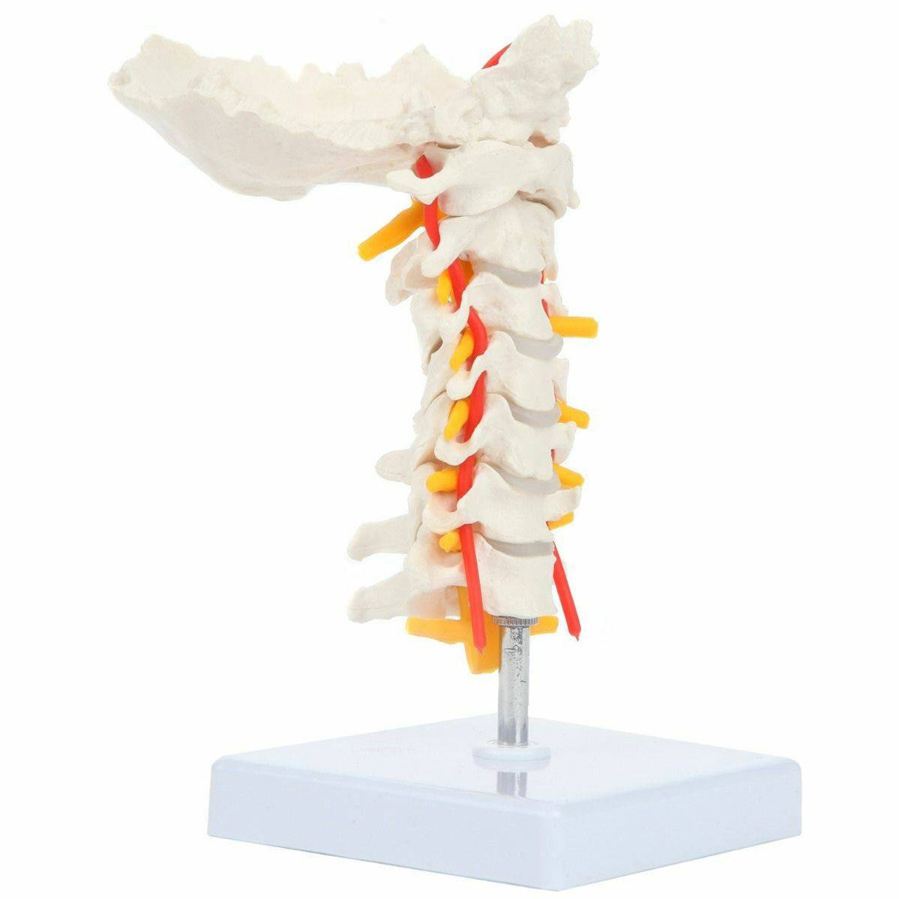 Evotech Scientific Life-Size Flexible Cervical Vertebral Column with Spinal Nerves and Arteries