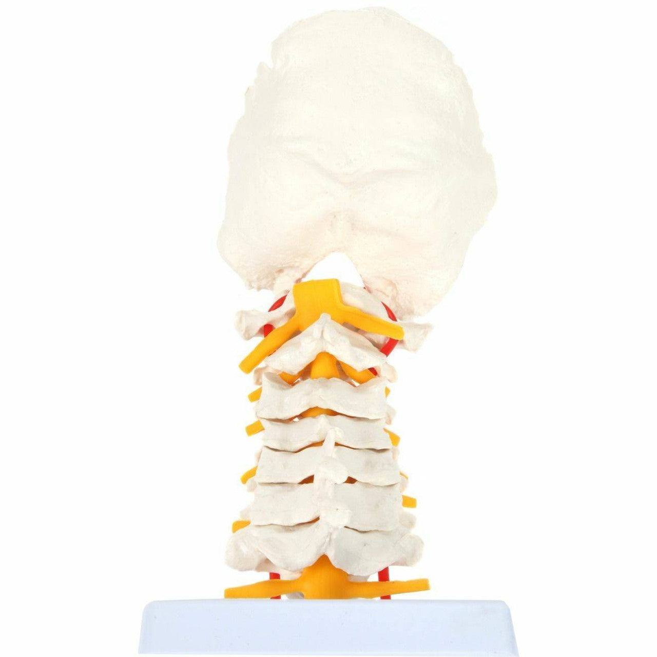 Evotech Scientific Life-Size Flexible Cervical Vertebral Column with Spinal Nerves and Arteries