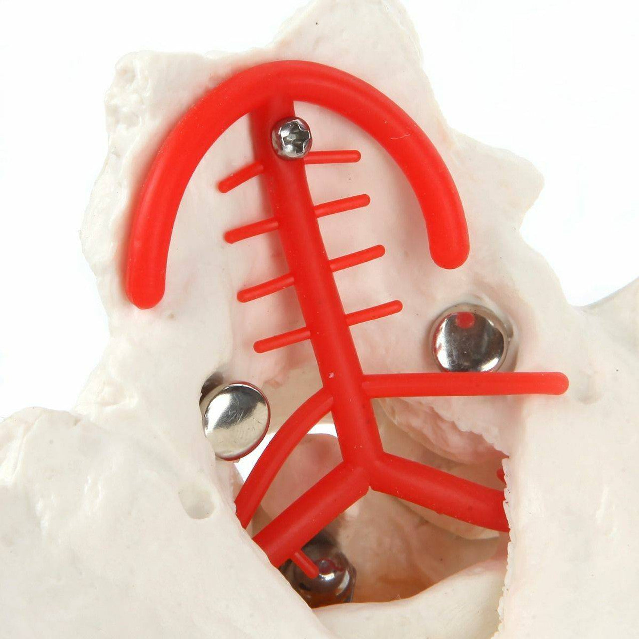 Evotech Scientific Life-Size Flexible Cervical Vertebral Column with Spinal Nerves and Arteries