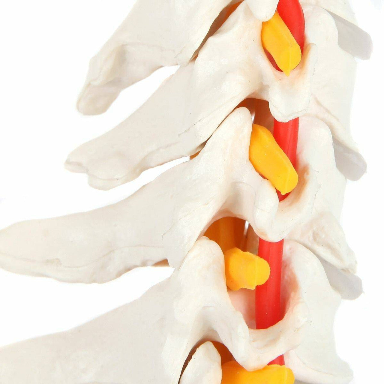 Evotech Scientific Life-Size Flexible Cervical Vertebral Column with Spinal Nerves and Arteries