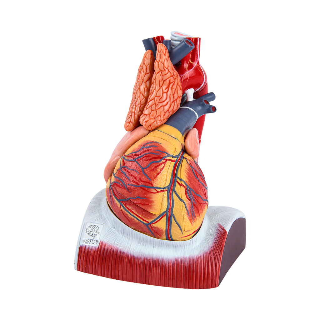 Evotech Scientific Deluxe 10 Parts 1.5X Life Size Large Human Anatomical Heart Model with Thymus Gland & Diaphram Base