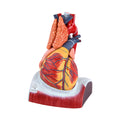 Evotech Scientific Deluxe 10 Parts 1.5X Life Size Large Human Anatomical Heart Model with Thymus Gland & Diaphram Base