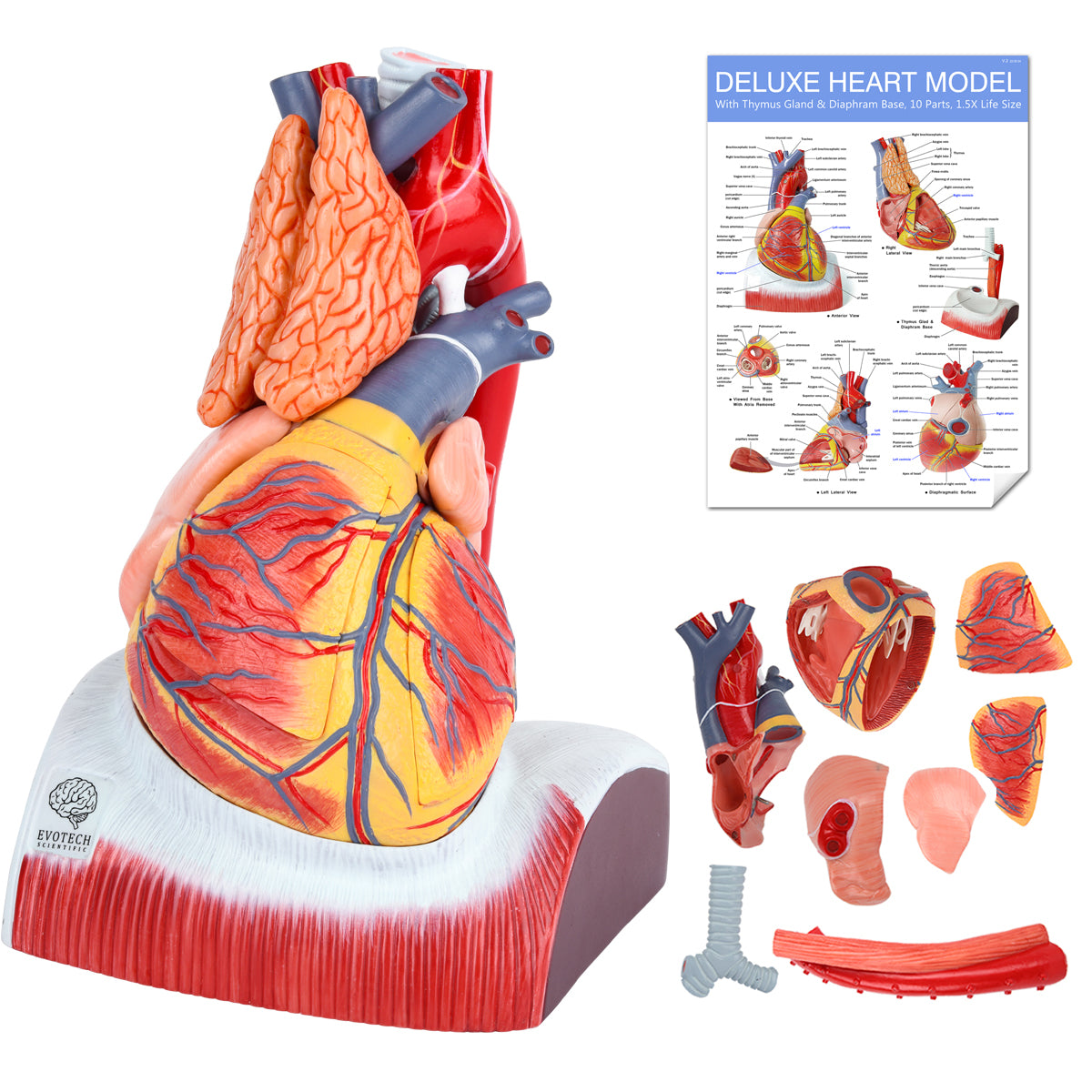 Evotech Scientific Deluxe 10 Parts 1.5X Life Size Large Human Anatomical Heart Model with Thymus Gland & Diaphram Base