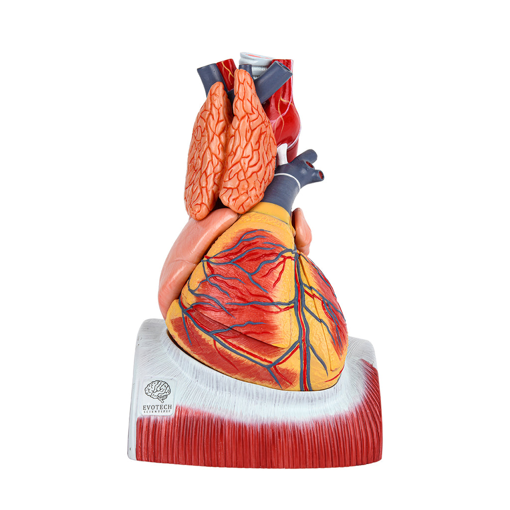 Evotech Scientific Deluxe 10 Parts 1.5X Life Size Large Human Anatomical Heart Model with Thymus Gland & Diaphram Base