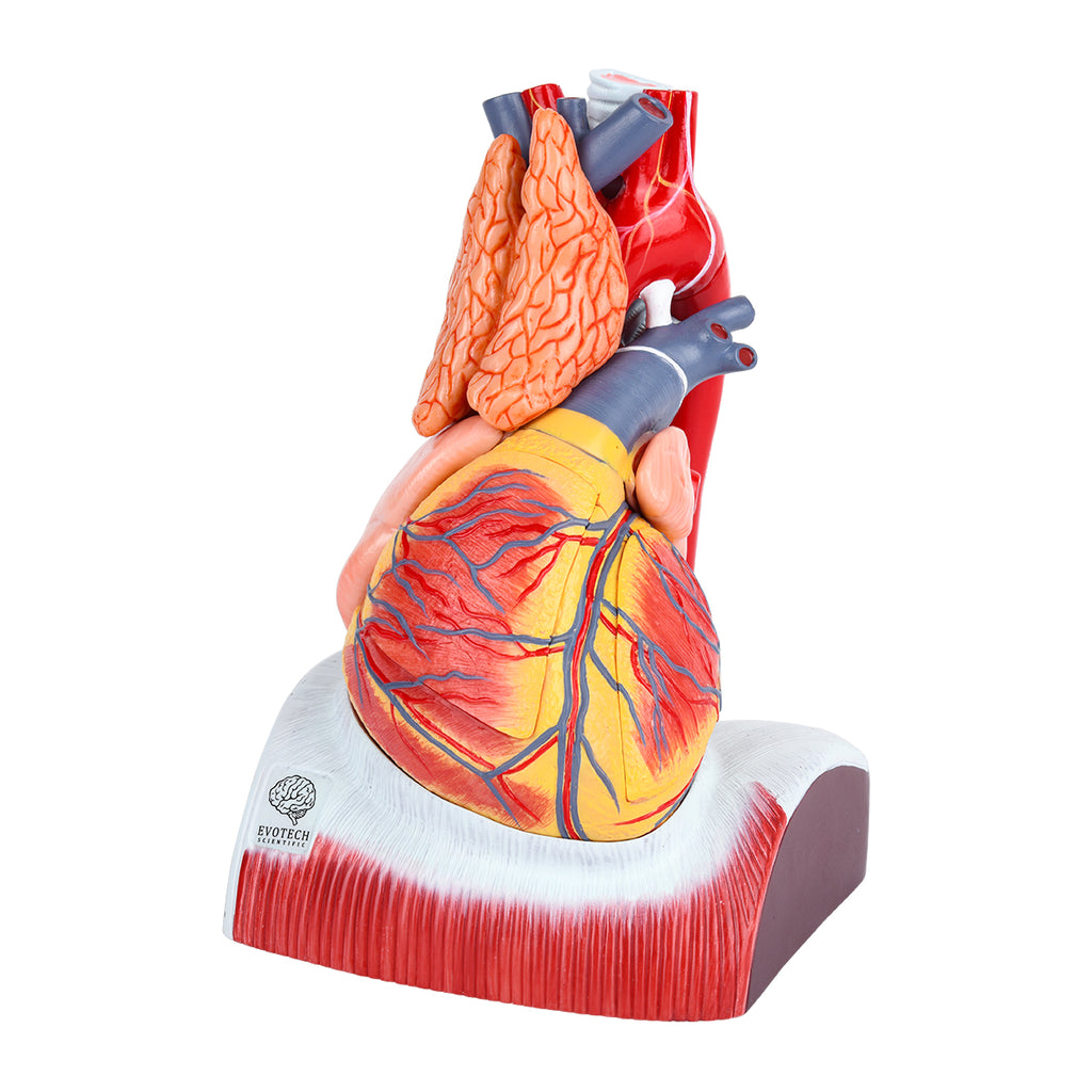 Evotech Scientific Deluxe 10 Parts 1.5X Life Size Large Human Anatomical Heart Model with Thymus Gland & Diaphram Base