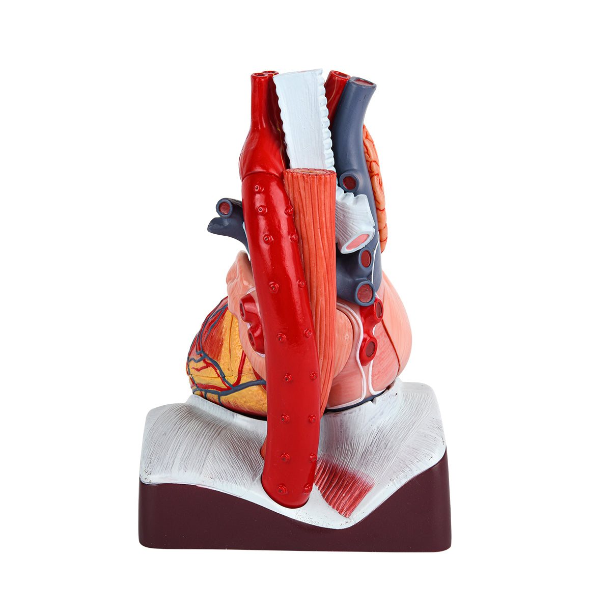 Evotech Scientific Deluxe 10 Parts 1.5X Life Size Large Human Anatomical Heart Model with Thymus Gland & Diaphram Base