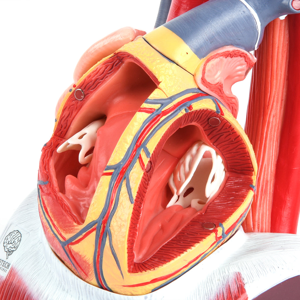 Evotech Scientific Deluxe 10 Parts 1.5X Life Size Large Human Anatomical Heart Model with Thymus Gland & Diaphram Base