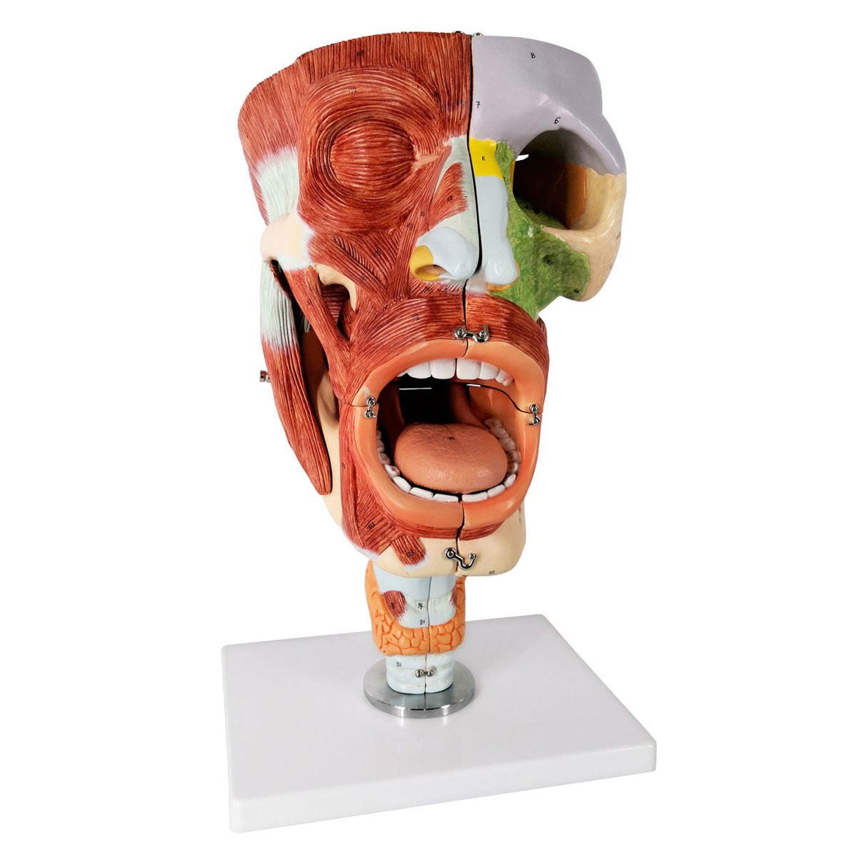 Evotech Scientific Deluxe Cavities of the Nose, Mouth and Throat with Larynx, 2x Life Size, 10 Parts