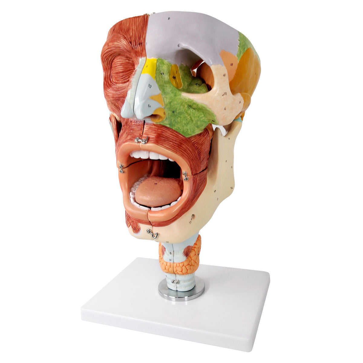 Evotech Scientific Deluxe Cavities of the Nose, Mouth and Throat with Larynx, 2x Life Size, 10 Parts