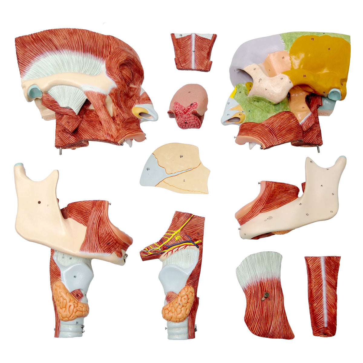 Evotech Scientific Deluxe Cavities of the Nose, Mouth and Throat with Larynx, 2x Life Size, 10 Parts