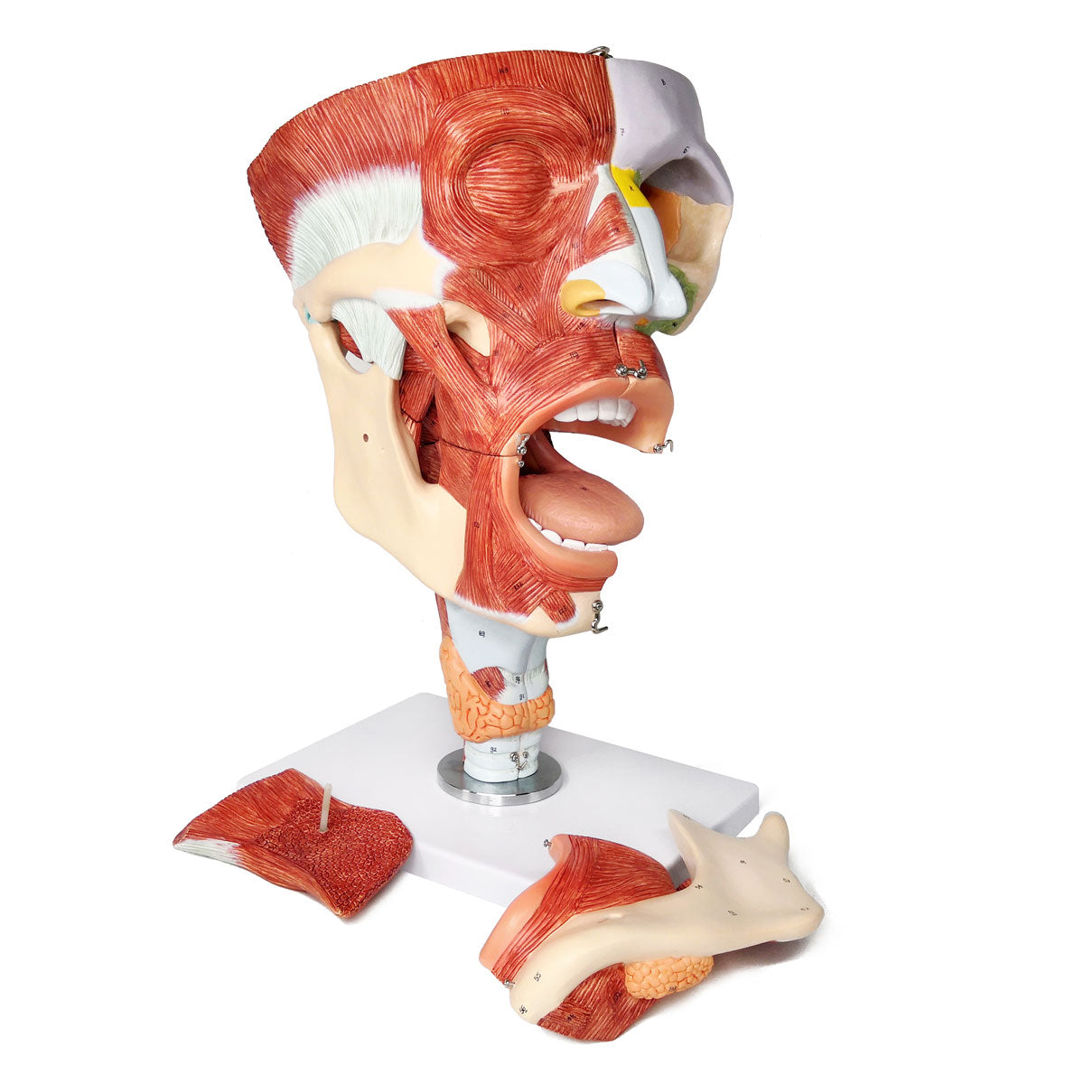 Evotech Scientific Deluxe Cavities of the Nose, Mouth and Throat with Larynx, 2x Life Size, 10 Parts