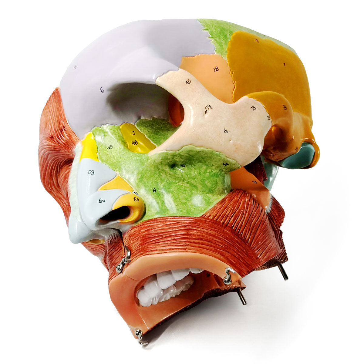 Evotech Scientific Deluxe Cavities of the Nose, Mouth and Throat with Larynx, 2x Life Size, 10 Parts