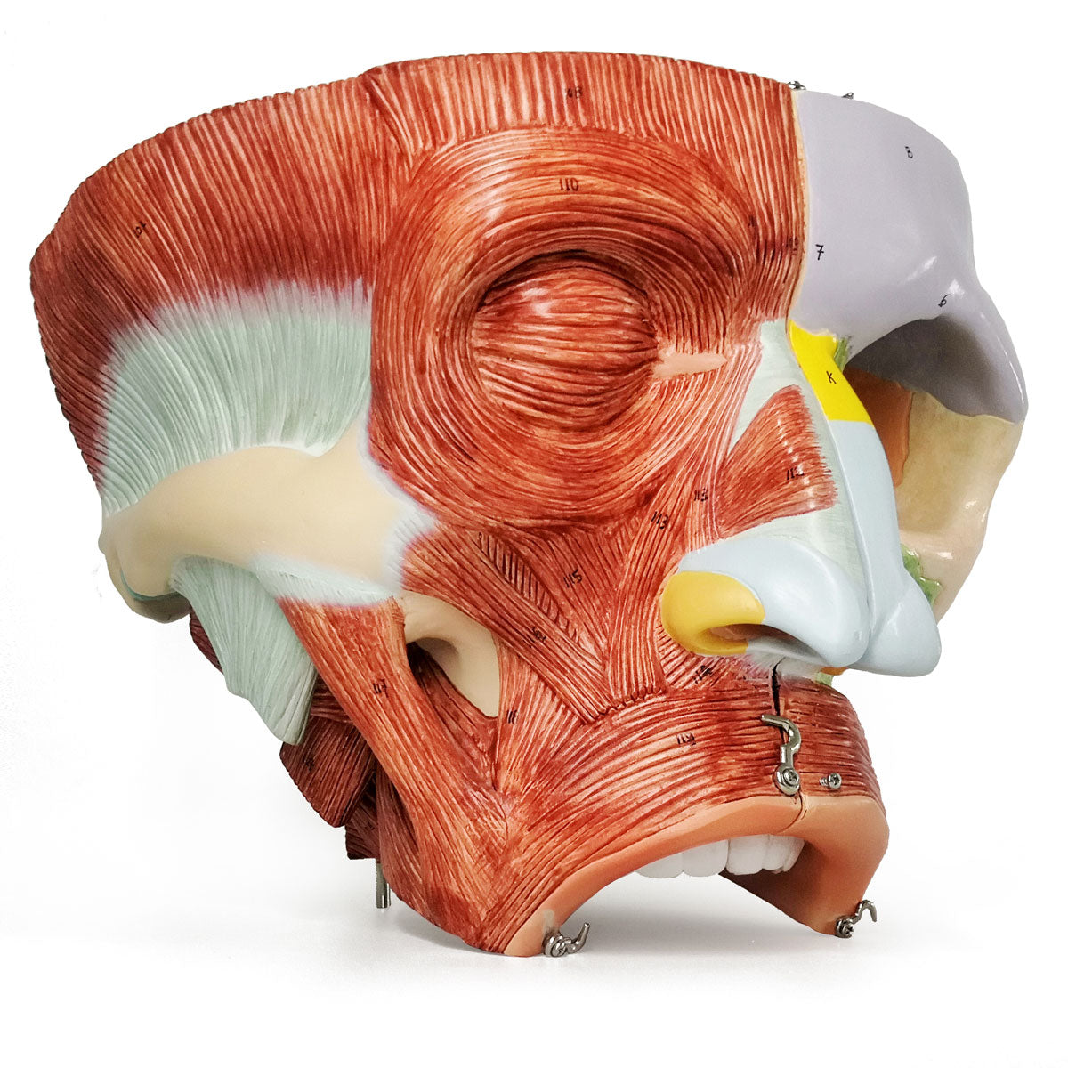 Evotech Scientific Deluxe Cavities of the Nose, Mouth and Throat with Larynx, 2x Life Size, 10 Parts