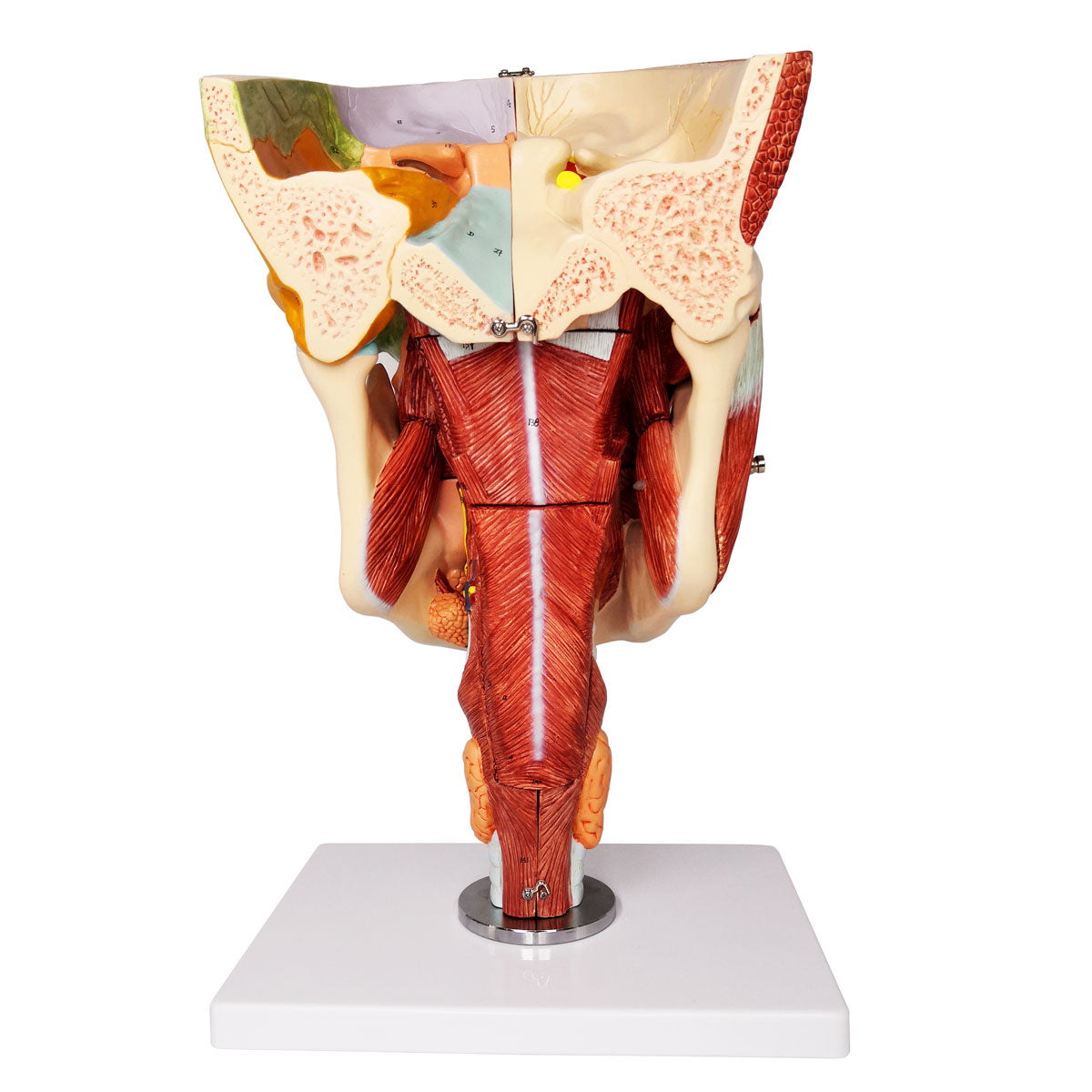 Evotech Scientific Deluxe Cavities of the Nose, Mouth and Throat with Larynx, 2x Life Size, 10 Parts