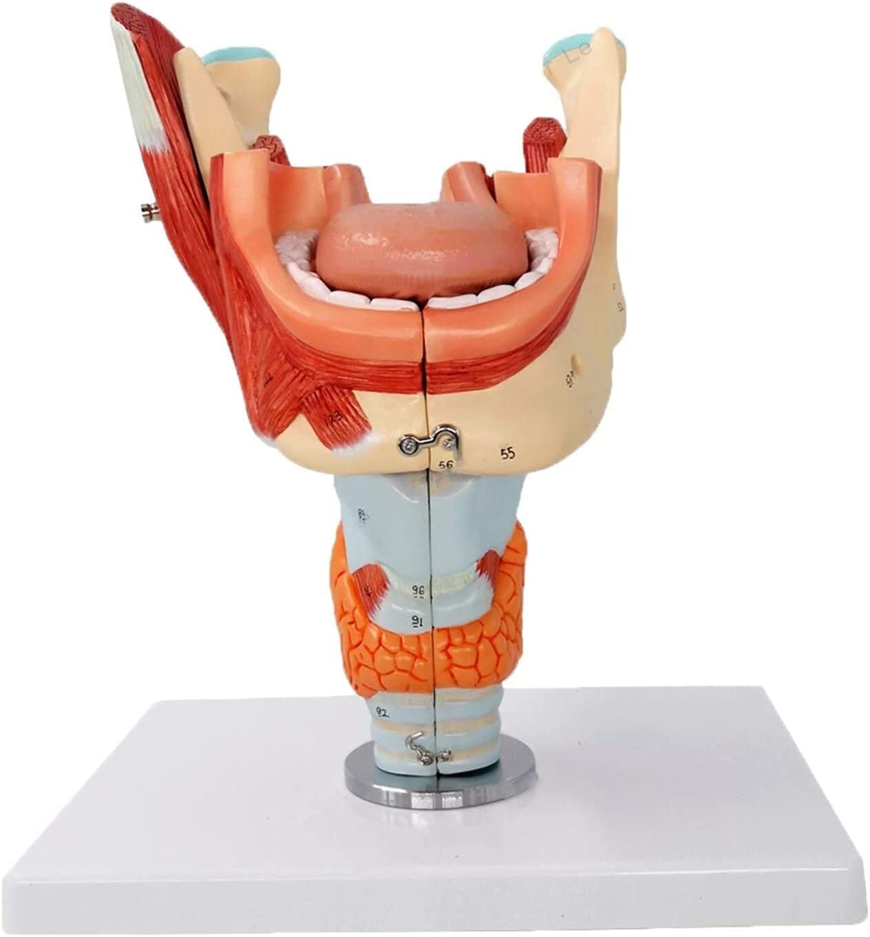 Evotech Scientific Deluxe Cavities of the Nose, Mouth and Throat with Larynx, 2x Life Size, 10 Parts
